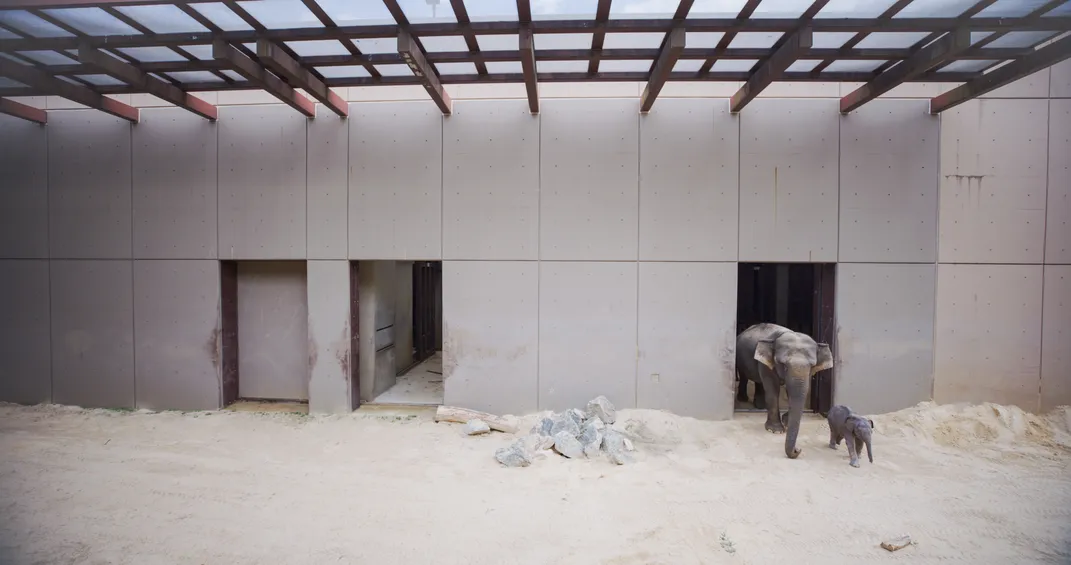 an adult and baby elephant walk through a door into a room with sand on the ground