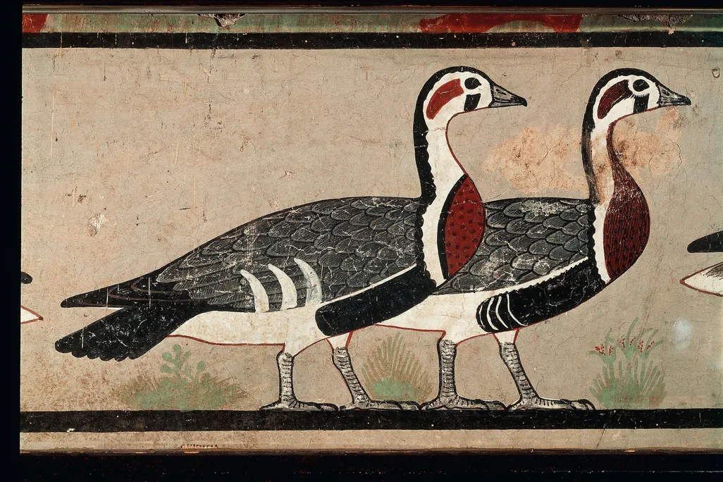 The brightly colored geese thought to now be extinct