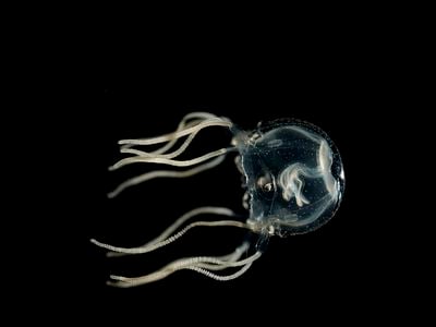 Box jellyfish are about the size of a grape.