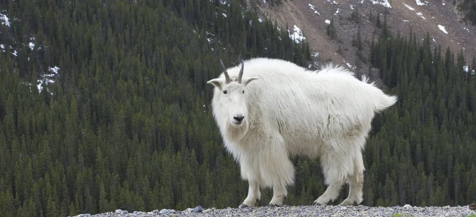  Mountain goat, as seen along Icefields Parkway 
