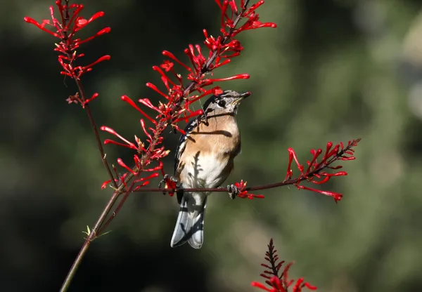 Female Bluebird on the Firespike Bush thumbnail