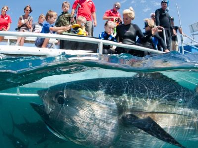 Ranching southern bluefin tuna has been a big-ticket industry in South Australia for years. One company hopes that inviting tourists to swim with the fish will prove successful, too.