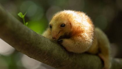 This Fluffy Little Anteater May Be a New Species