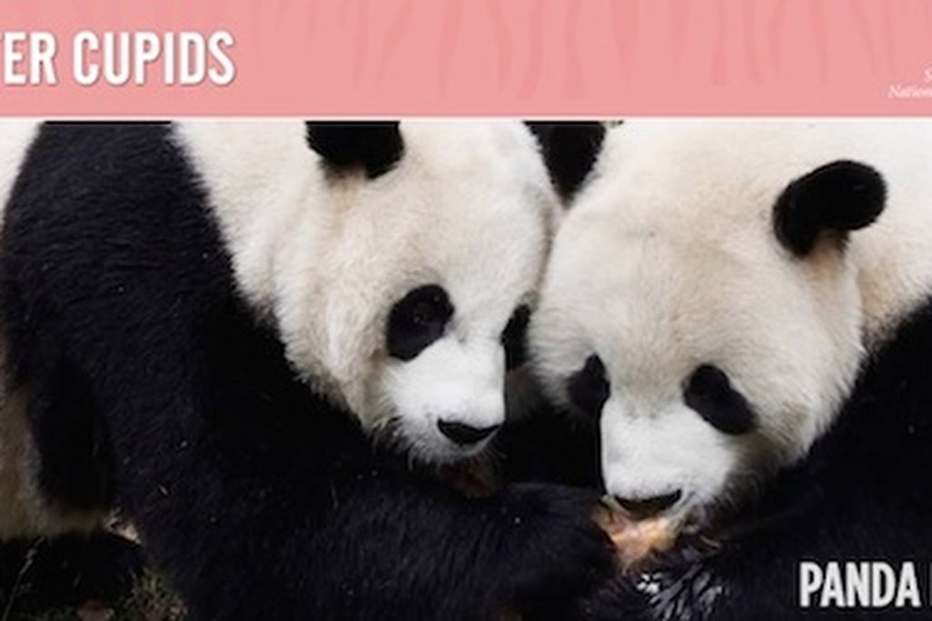Valentine’s Day–it’s not just for humans.