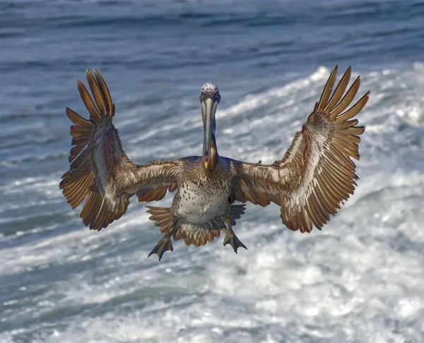 Brown Pelican thumbnail
