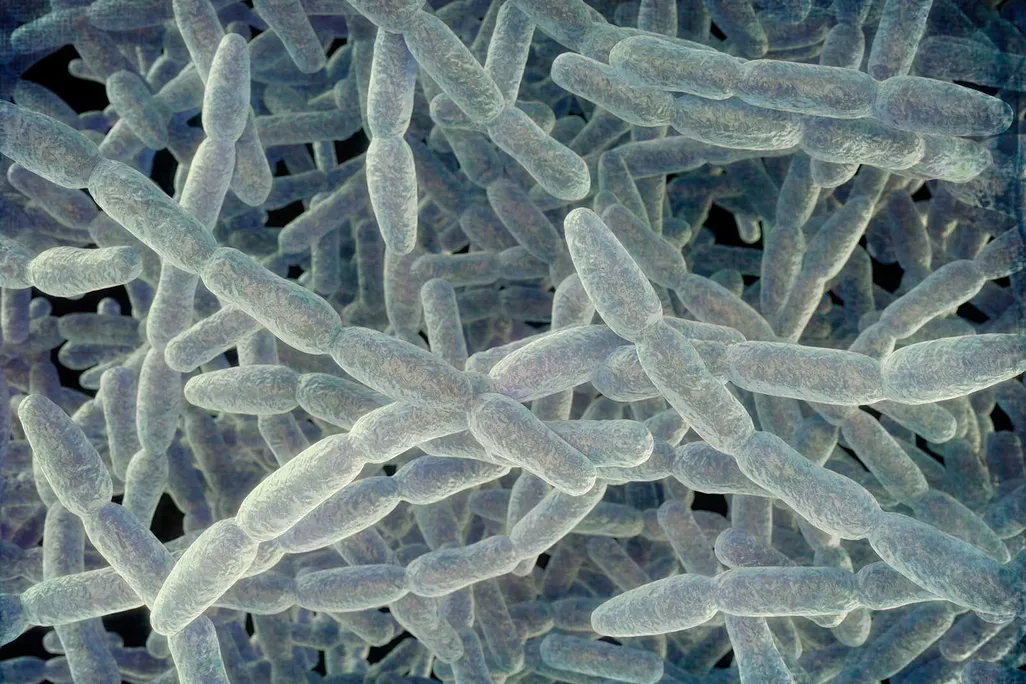 Legionella pneumophila