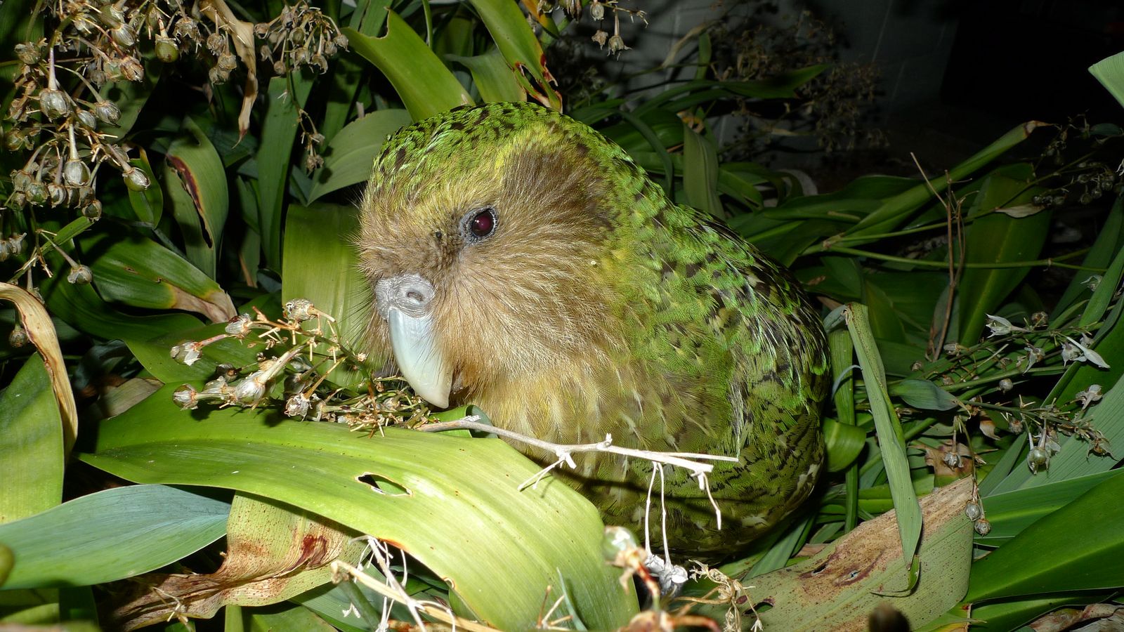 New Zealand's kakapo population hits 325 after record 90 chicks fledge