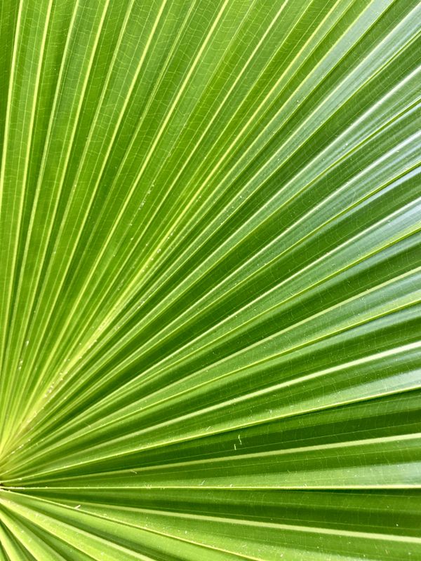 Green palm leaf pattern thumbnail