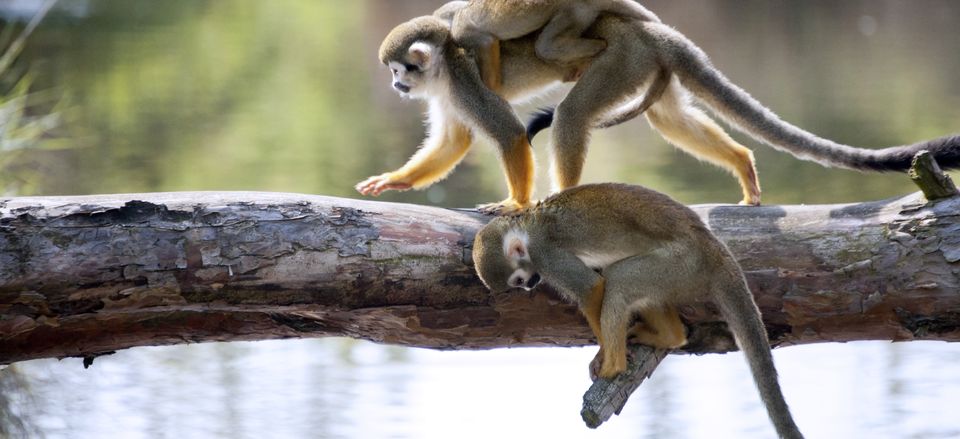  Squirrel monkeys 