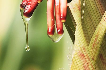 The corn variety Sierra Mixe grows aerial roots that produce a sweet mucus that feeds bacteria. The bacteria, in turn, pull nitrogen out of the air and fertilize the corn. If scientists can breed this trait into conventional corn, it could lead to a revolution in agriculture.