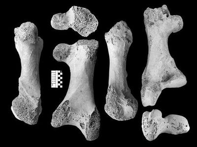 Bones of the newly described Vorombe titan
