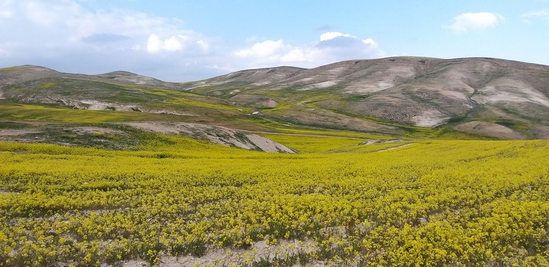 Wild in Palestine | Smithsonian Photo Contest | Smithsonian Magazine