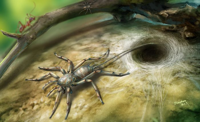Found: 100-Million-Year Old Arachnid with a Tail