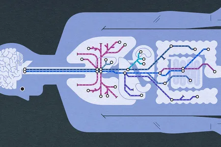The vagus nerve sprawls from the brain through the body, innervating our organs and managing life support and emotion.