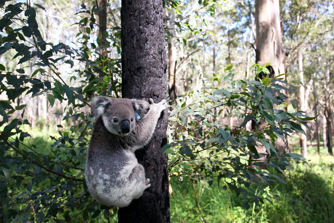 Koala holding onto a tree