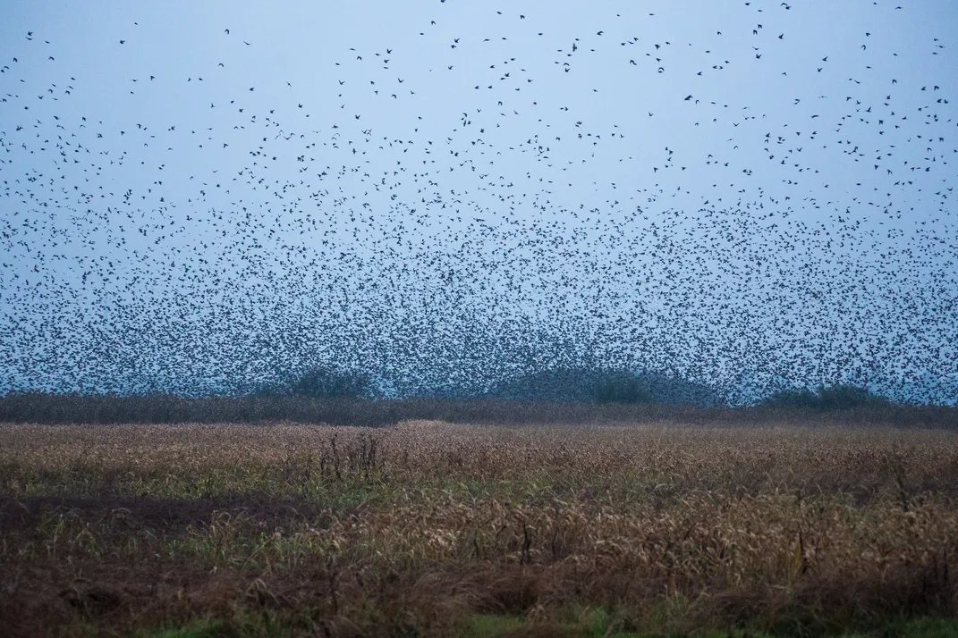 Starling migration