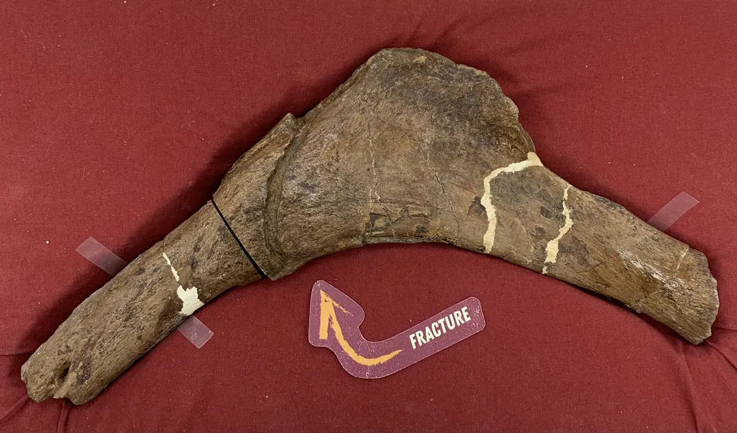 Dinosaur rib bone against red backdrop