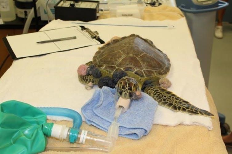 Remi preparing for his tumor removal surgery at the University of Florida’s Whitney Sea Turtle Hospital.