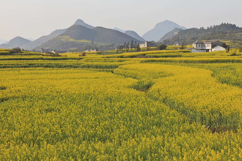 Flower Field China