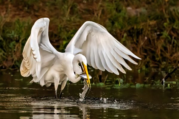 The Catch: Egret Surges from the Water with Its Evening Meal thumbnail
