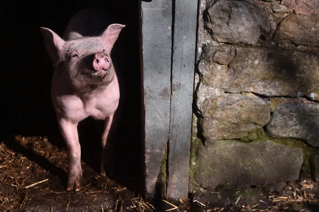 A pink pig stands next to a stone wall