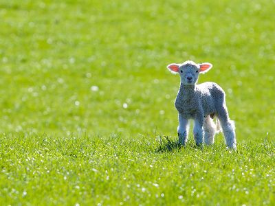 A genetically modified lamb from a research lab in France was accidentally sent to market in November. It's unclear who might have eaten her. 