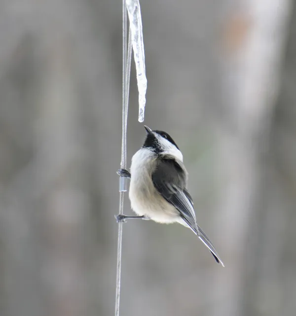 Chickadee waiting for a sip thumbnail