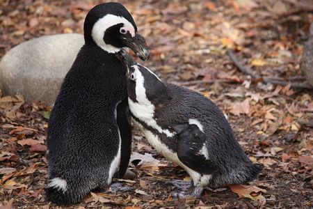 African penguins at the Cincinnati Zoo