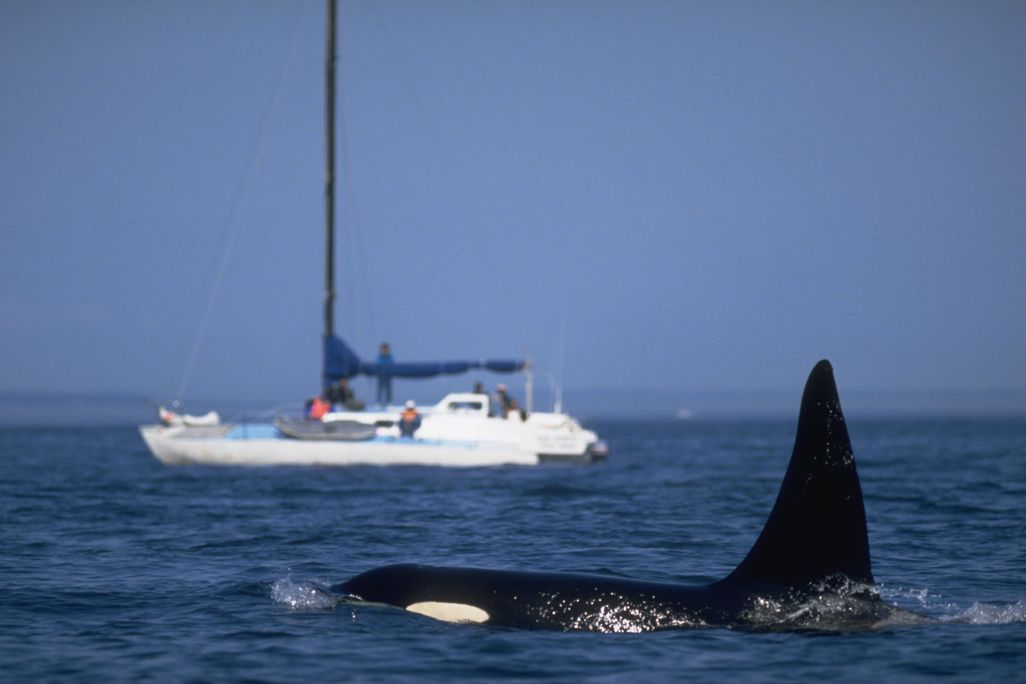 Orcas swimming near sailboat in water