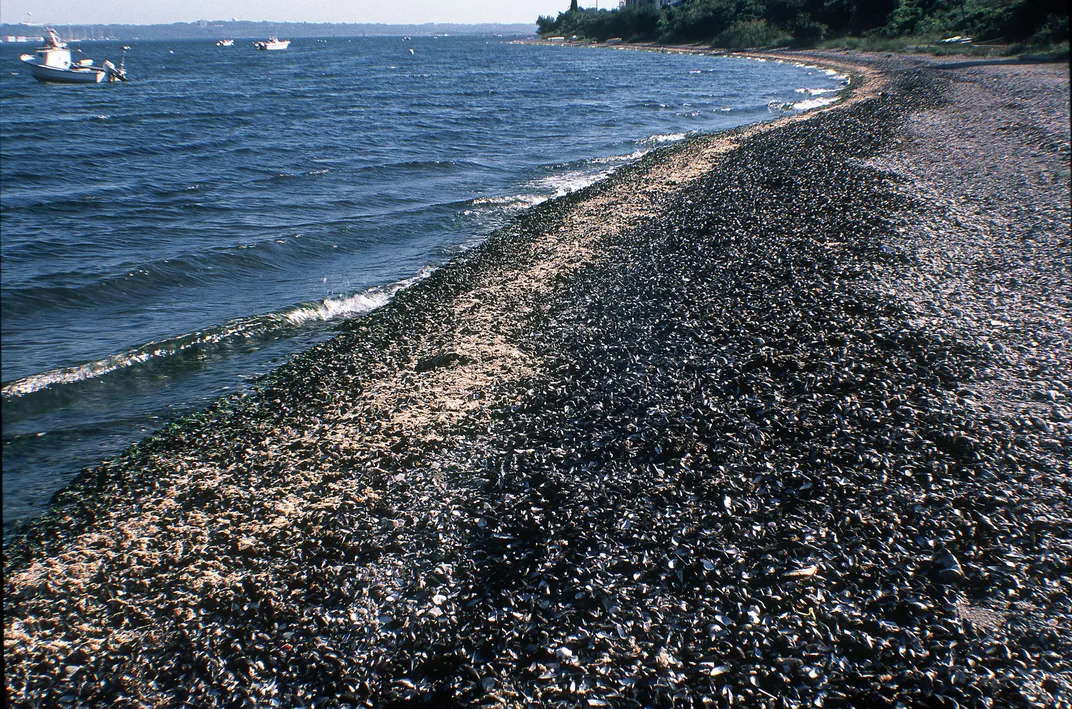 Mussel Beach