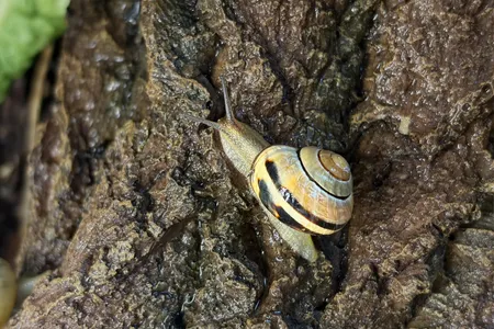 The studied species, brown-lipped snails, are native to Europe.