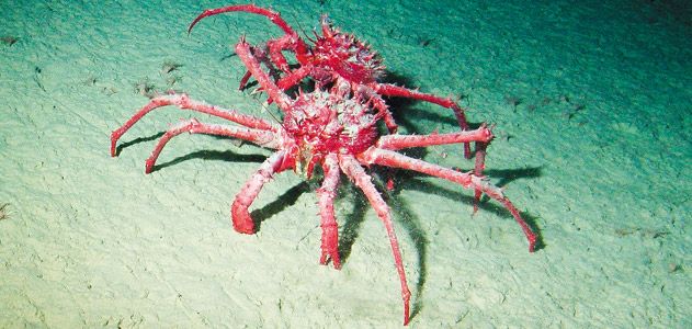 King Crab