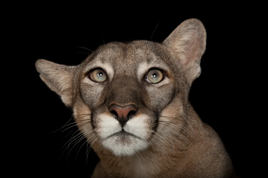 a panther looks just above the camera with one ear tilted downward, the photo from the neck up