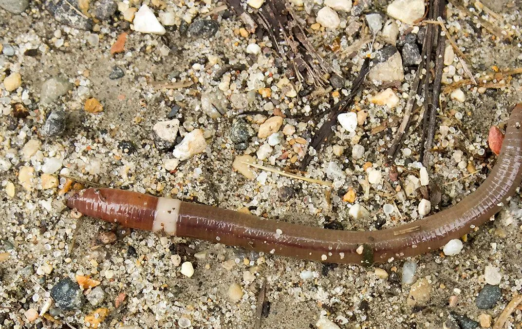 Highly Invasive Jumping Worms Have Spread to 15 States, Smart News