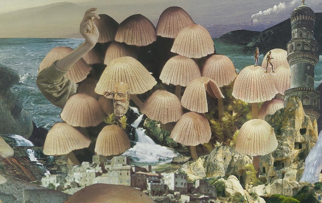 Mushrooms header 3.jpg