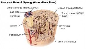 Bone vs. Stone: How to Tell the Difference | Science| Smithsonian Magazine