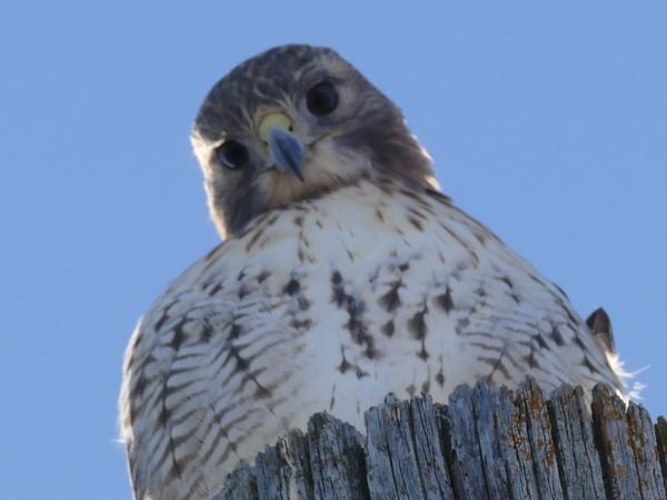 Red Tailed Hawk Looking Inquisitive thumbnail