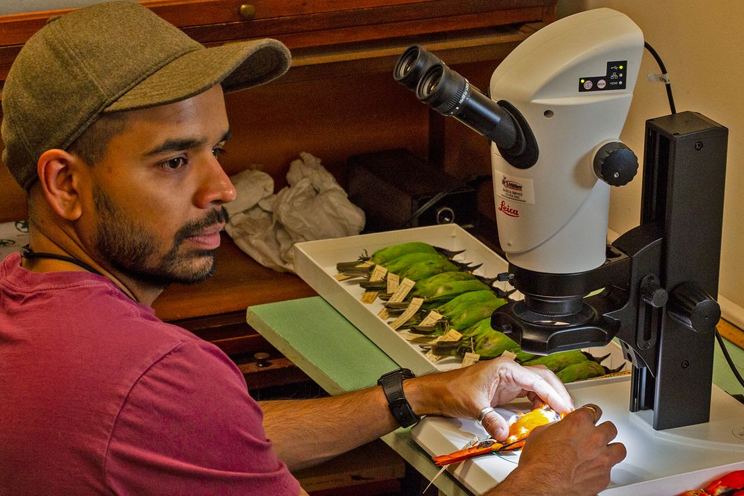 Sahas Barve uses a microscope to observe an orange bird specimen. A tray of green bird specimens is on the table nearby.