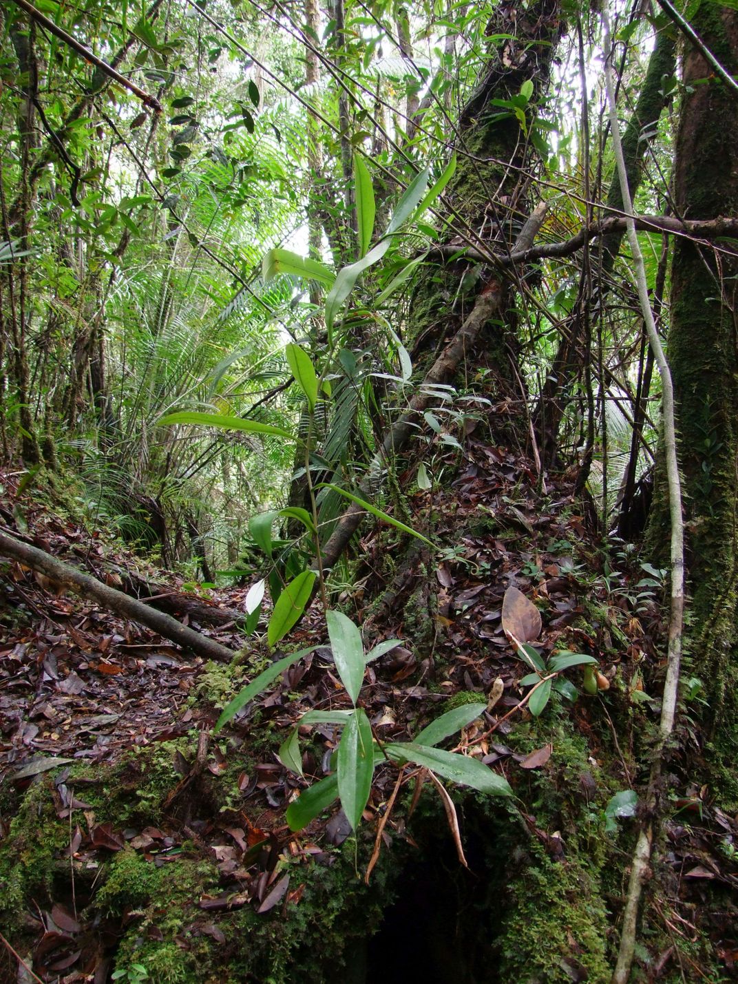 Habitat