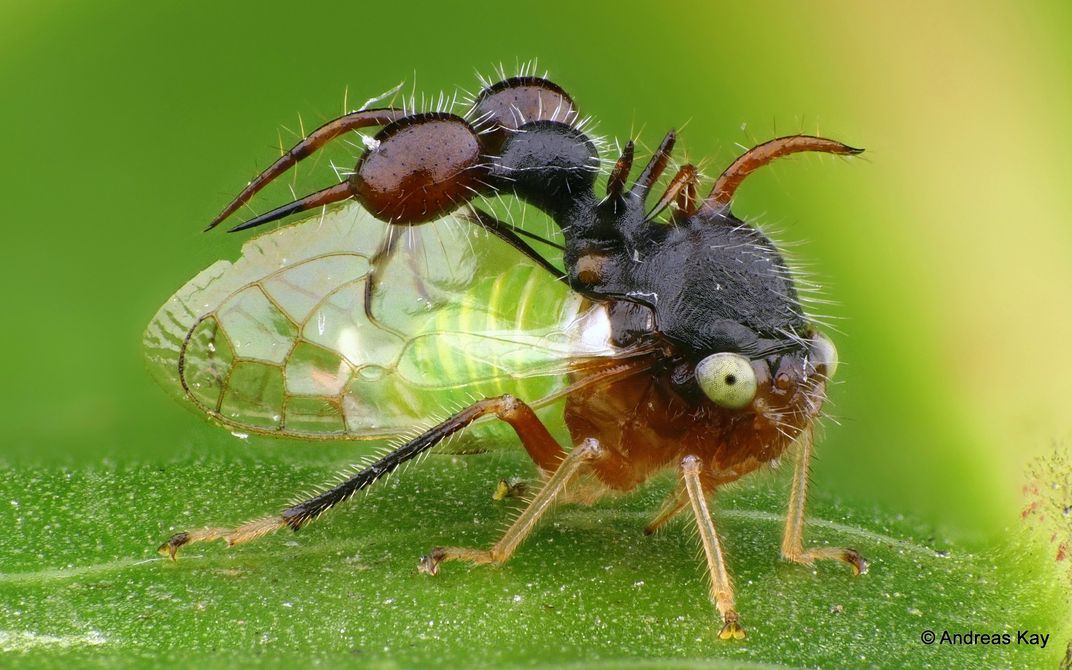 Treehoppers’ Bizarre, Wondrous Helmets Use Wing Genes to Grow