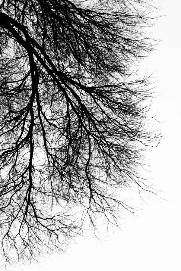 Wooden Veins thumbnail