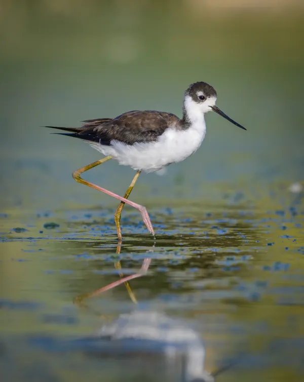 Reflections of a Strolling Black-necked Stilt thumbnail