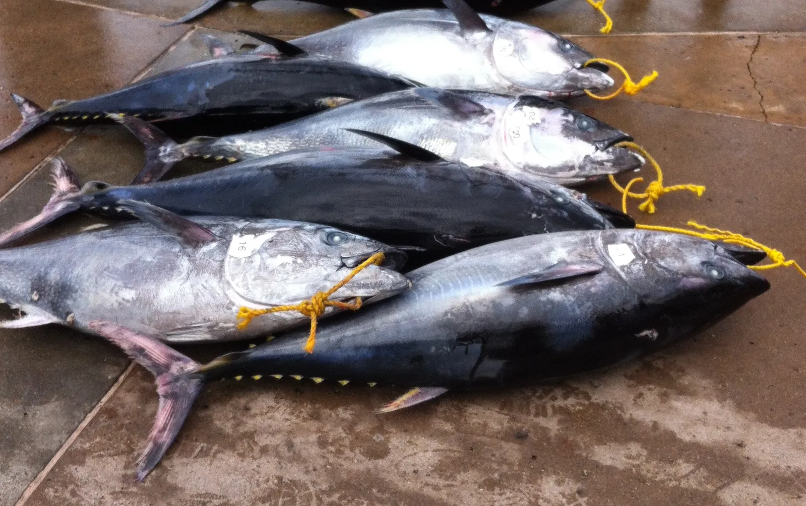 Threatened Bluefin Tuna Sells for Record $3 Million in New Year's