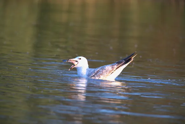 Caspian gull swallow a fish thumbnail