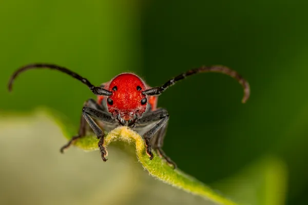 Milkweed beetle thumbnail