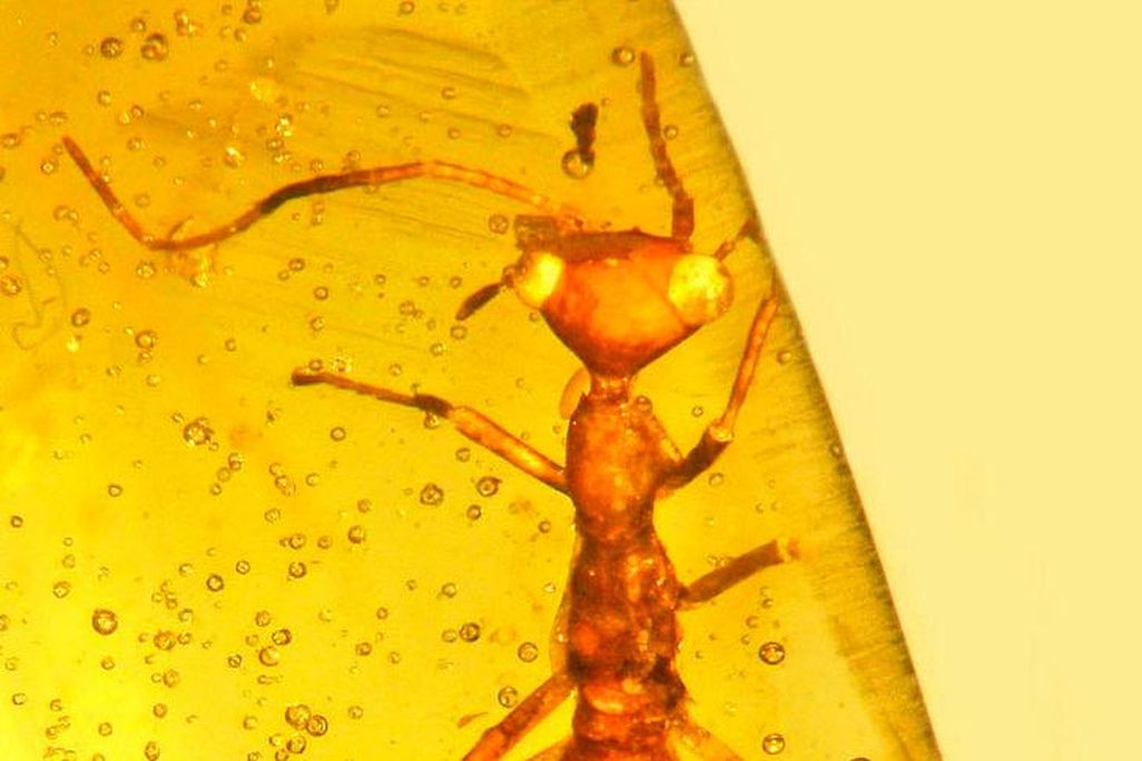 New Order Insect 