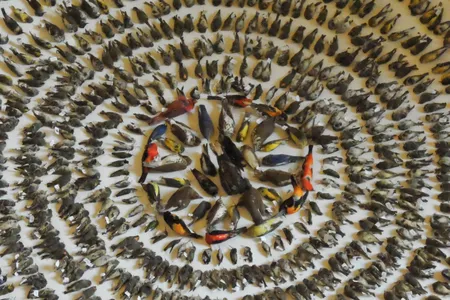 Each year, FLAP lays out birds collected by volunteers in a bid to raise awareness about the dangers of bird/building collisions.