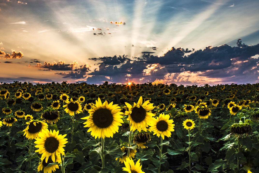 Sunflower Field Sunset Smithsonian Photo Contest Smithsonian Magazine 3481