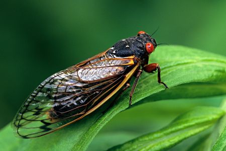 And adult magicicada cicada requires 17 years to complete development.