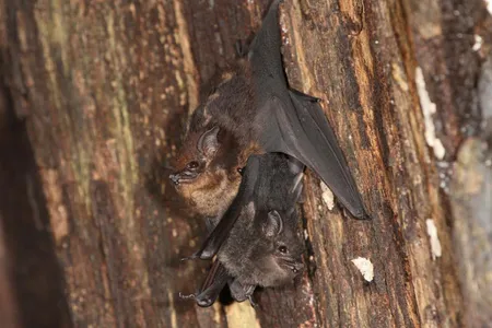 Mother and pup of the bat species Saccopteryx bilineata. Similar to human infants, pups begin babbling at a young age as they develop language skills.